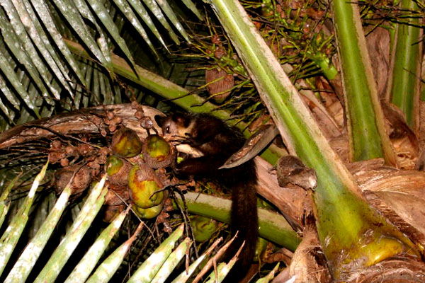 The nocturnal Aye Aye