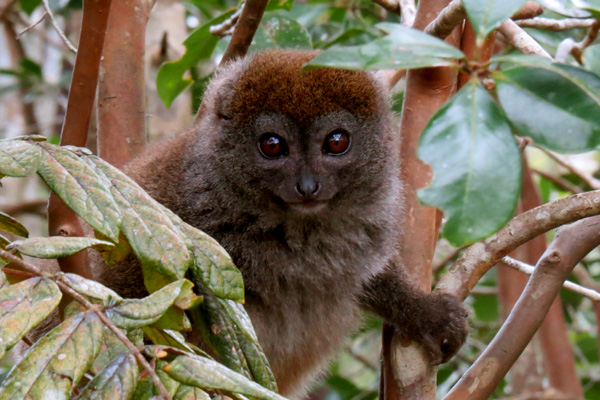 Bamboo lemur Madagascar