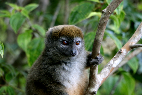 Bamboo Lemur