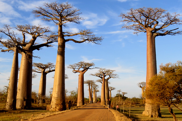 The Baobab Alley Morondava