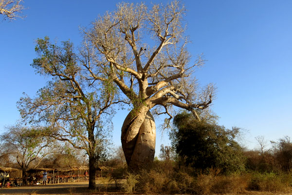 Baobab in love