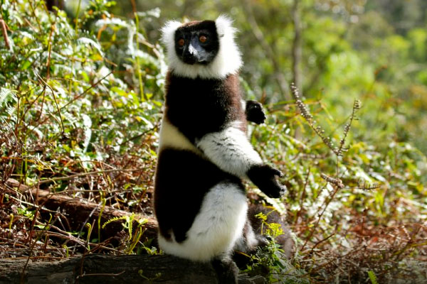 Black and white Rufted lemur