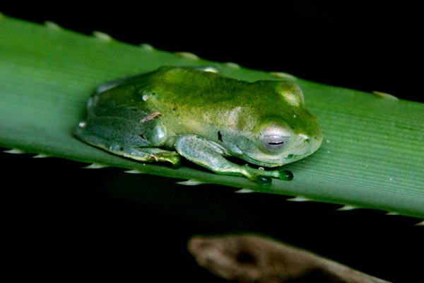 Boophise Madagascar