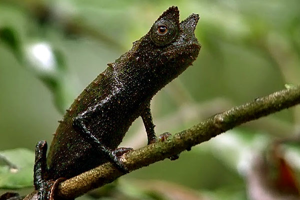 Brookesia amber mountain