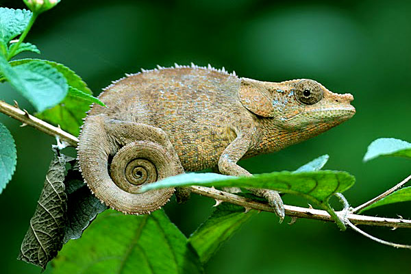 Cameleon calumma madagascar