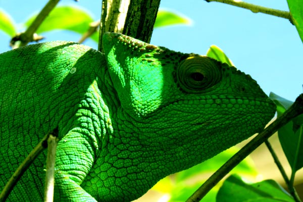 Cameleon