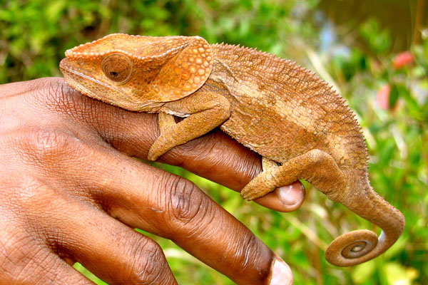 Cameleon in Ramomafana Park