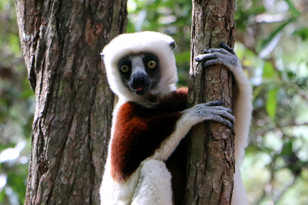 Coquerel Sifaka Peyreiras Reserve