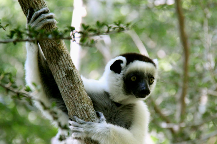 Dancing lemur Madagascar