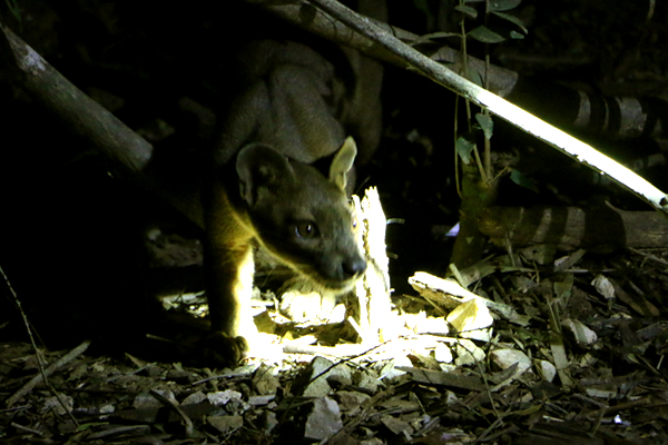 Foussa Kirindy reserve