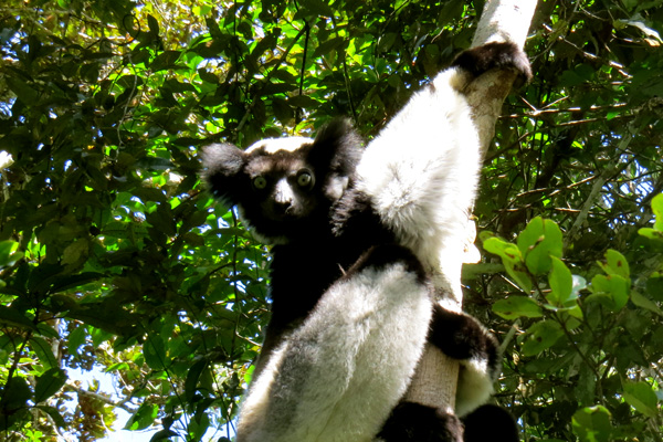 Indri Indri Andasibe N.P