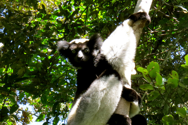 Madagascar indri indri