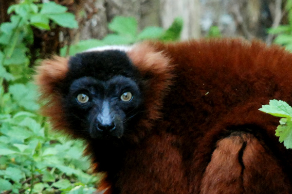 Maki Variroux Masoala National Park