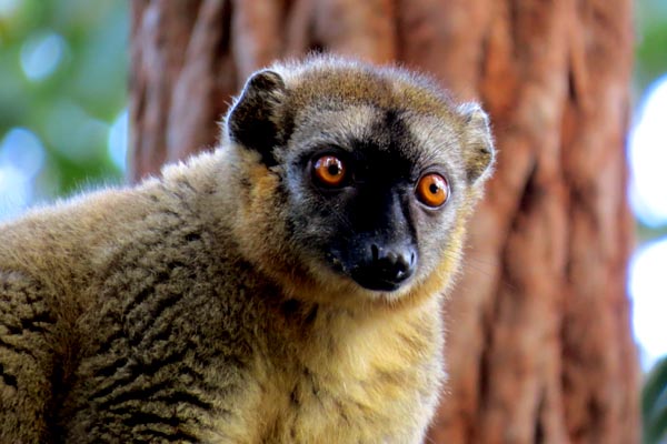 Red fronted brown lemur