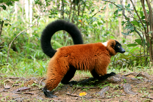 Red Ruffed Lemur Vakona Reserve