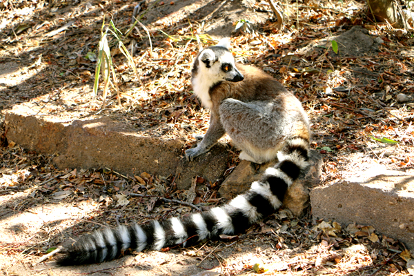 Ring-tailed Lemur