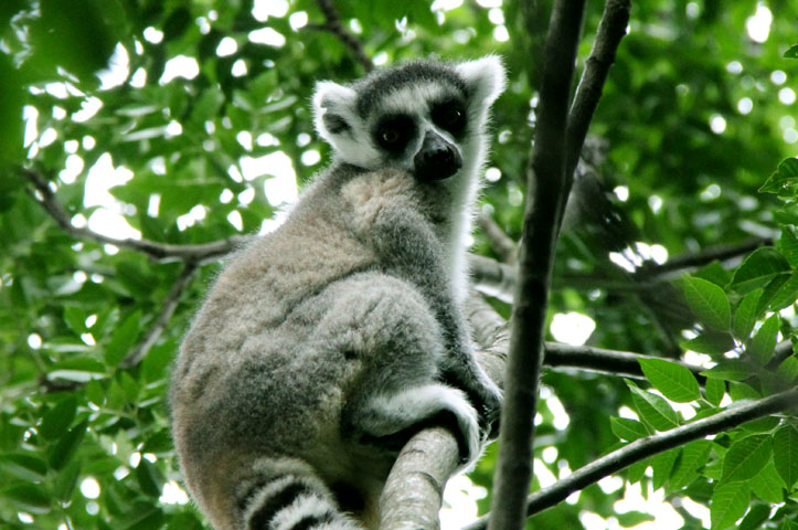 Ring tailed lemur