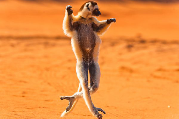 Dancing lemur Berenty reserve