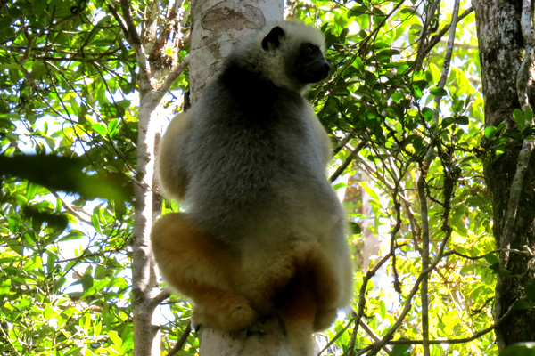 Sifaka Madagascar