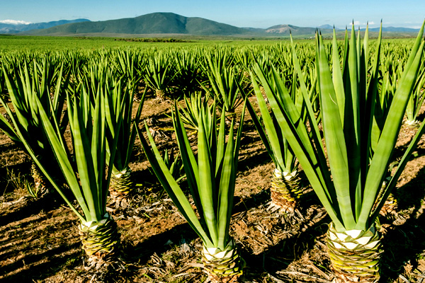 Berenty reserve sisal