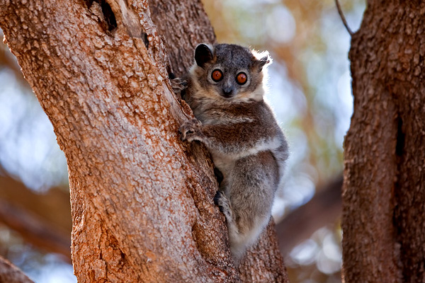 Sport lemur Brenty