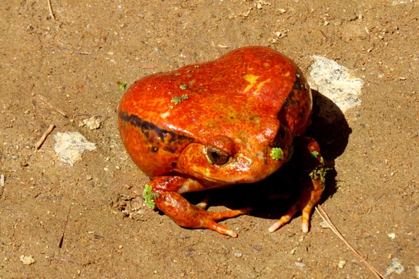 Tomatoes frog