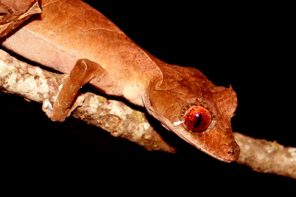 Uroplatus Masoala National Park